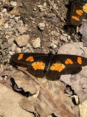 Acraea vumbui