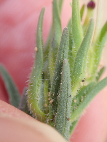 Image of Zaluzianskya benthamiana by no rights reserved