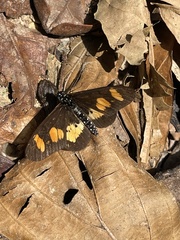Acraea vumbui
