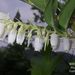 Lyonia ovalifolia - Photo (c) 陳育賢, algunos derechos reservados (CC BY-NC), subido por 陳育賢