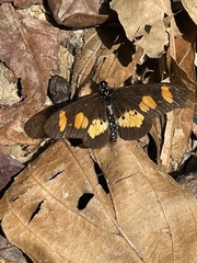 Acraea vumbui