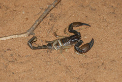 Opistophthalmus