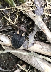 Acanthaspis westermanni