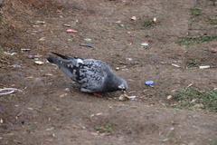 Columba livia domestica