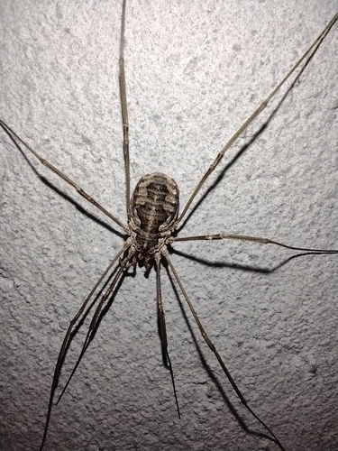 kosec rožkatý (Phalangium opilio)