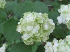 Viburnum plicatum