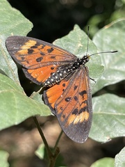 Acraea bergeriana