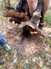 Armillaria mellea