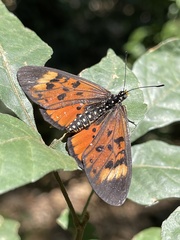 Acraea bergeriana