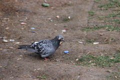 Columba livia domestica