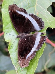 Eurytela hiarbas lita