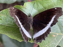 Eurytela hiarbas lita