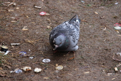 Columba livia domestica