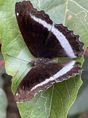 Eurytela hiarbas lita