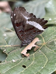 Eurytela hiarbas lita