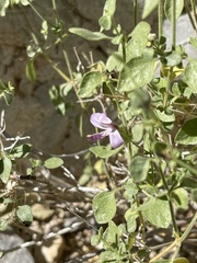 Carlowrightia serpyllifolia