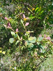 Berberis laurina