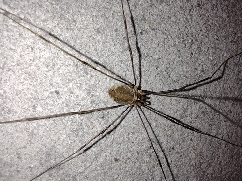 kosec Canestriniho (Opilio canestrinii)