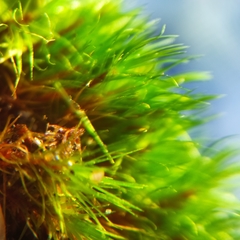 Campylopus flexuosus