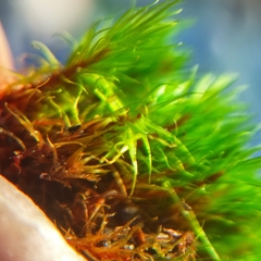 Campylopus flexuosus