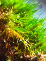 Campylopus flexuosus