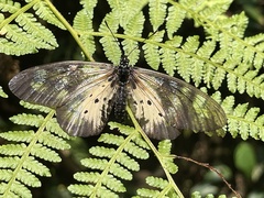 Acraea pentapolis epidica