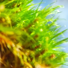 Campylopus flexuosus