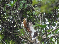 Lepidocolaptes squamatus