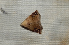 Eublemma apicimacula