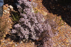 Erica mauritanica