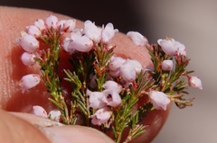 Erica mauritanica
