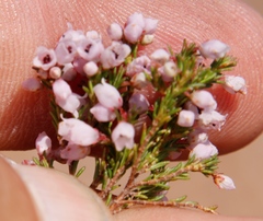 Erica mauritanica