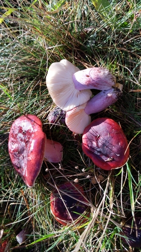 Russula sardonia — (c) Alan Rockefeller, some rights reserved (CC BY)