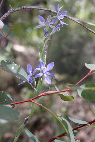 Image of Thelymitra paludosa by (c) Hugo Innes, some rights reserved (CC BY)