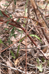 Thelymitra paludosa
