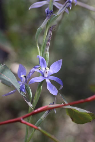 Image of Thelymitra paludosa by (c) Hugo Innes, some rights reserved (CC BY)