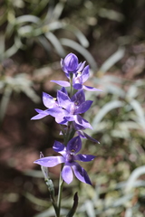 Thelymitra paludosa