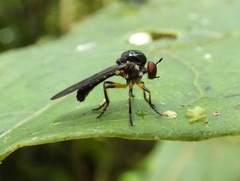 Oidardis