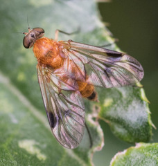 Chrysopilus laetus