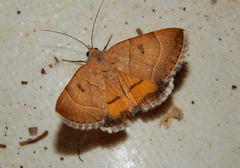 Plecopterodes moderata