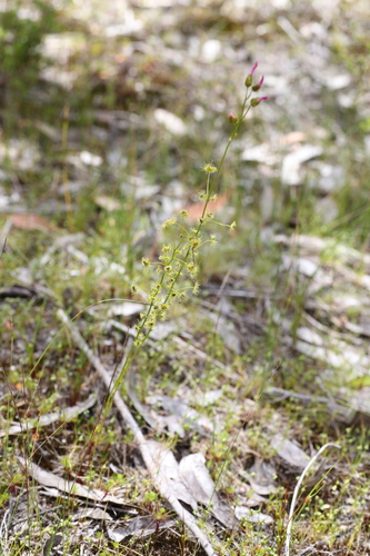 Drosera neesii