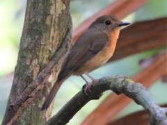 Cyornis whitei
