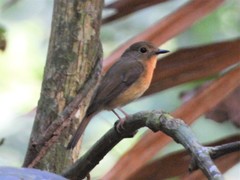 Cyornis whitei