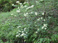 Viburnum plicatum