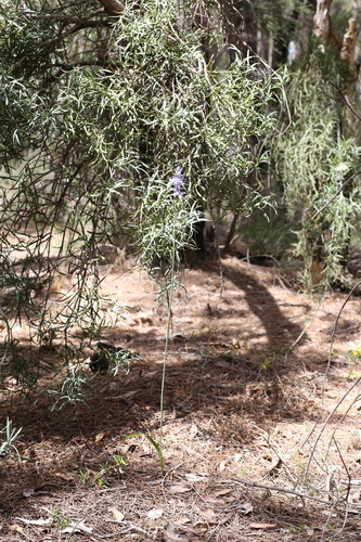 Image of Thelymitra paludosa by (c) Hugo Innes, some rights reserved (CC BY)
