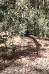 Thelymitra paludosa