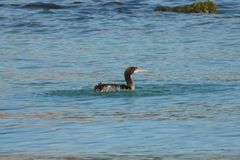 Phalacrocorax nigrogularis