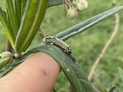 Danaus chrysippus