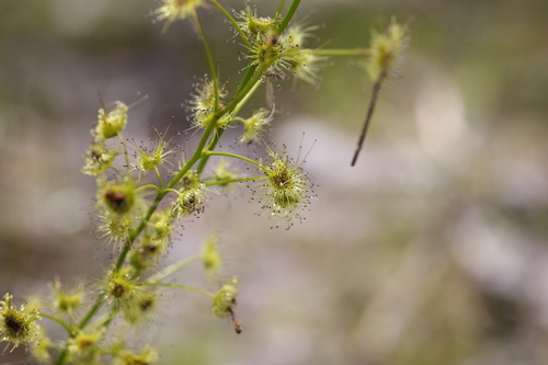 Image of Drosera neesii by (c) Hugo Innes, some rights reserved (CC BY)