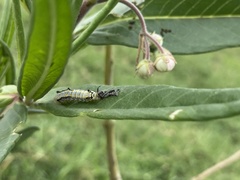 Danaus chrysippus